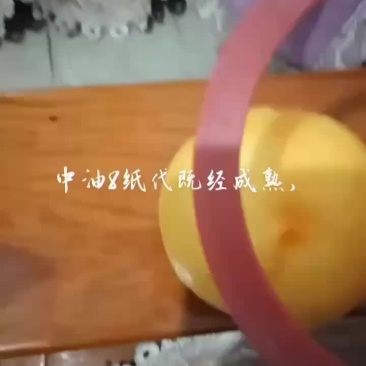 中油八号已成熟