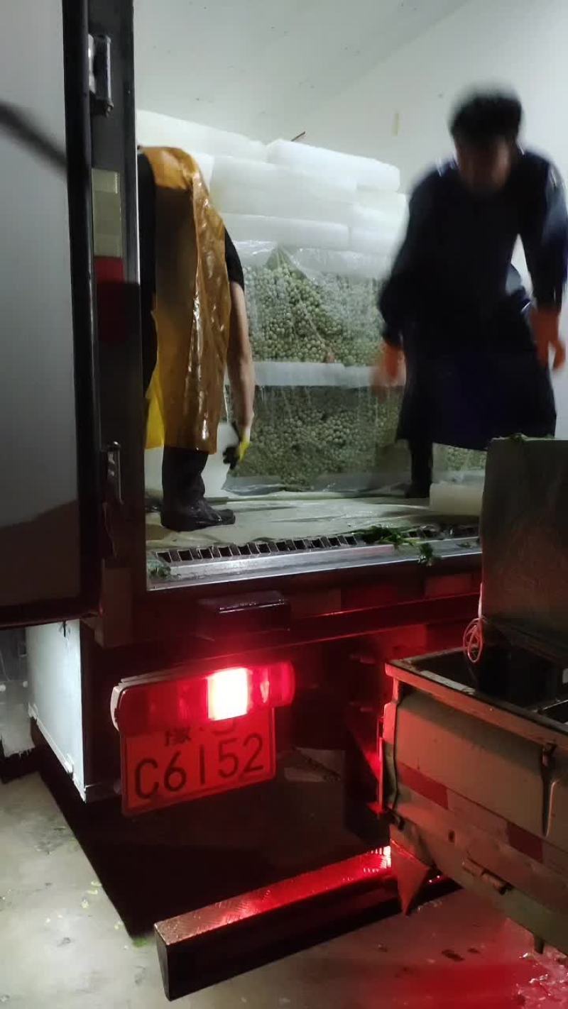 精品毛芹
