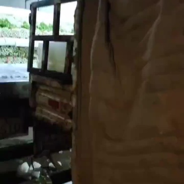 精品毛芹