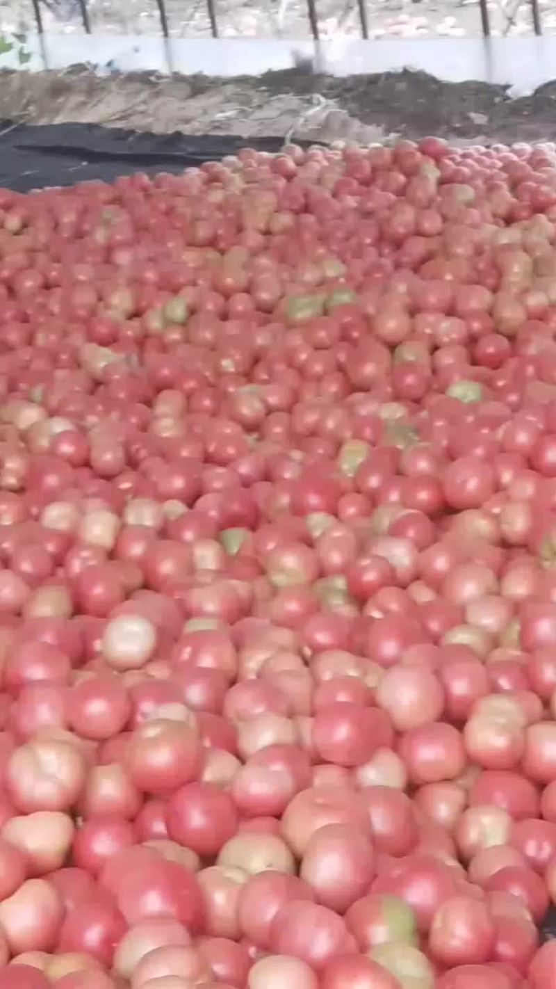 西红柿