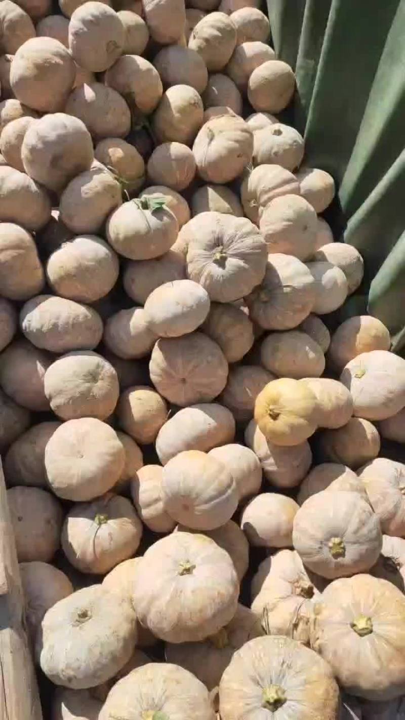 盘龙204南瓜，该品种面，粉，甜肉质鲜嫩