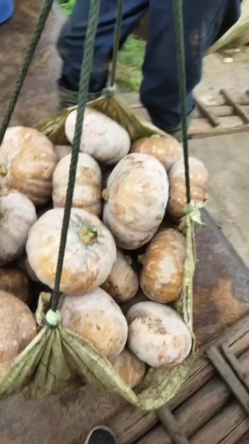 盘龙204南瓜，该品种面，粉，甜肉质鲜嫩