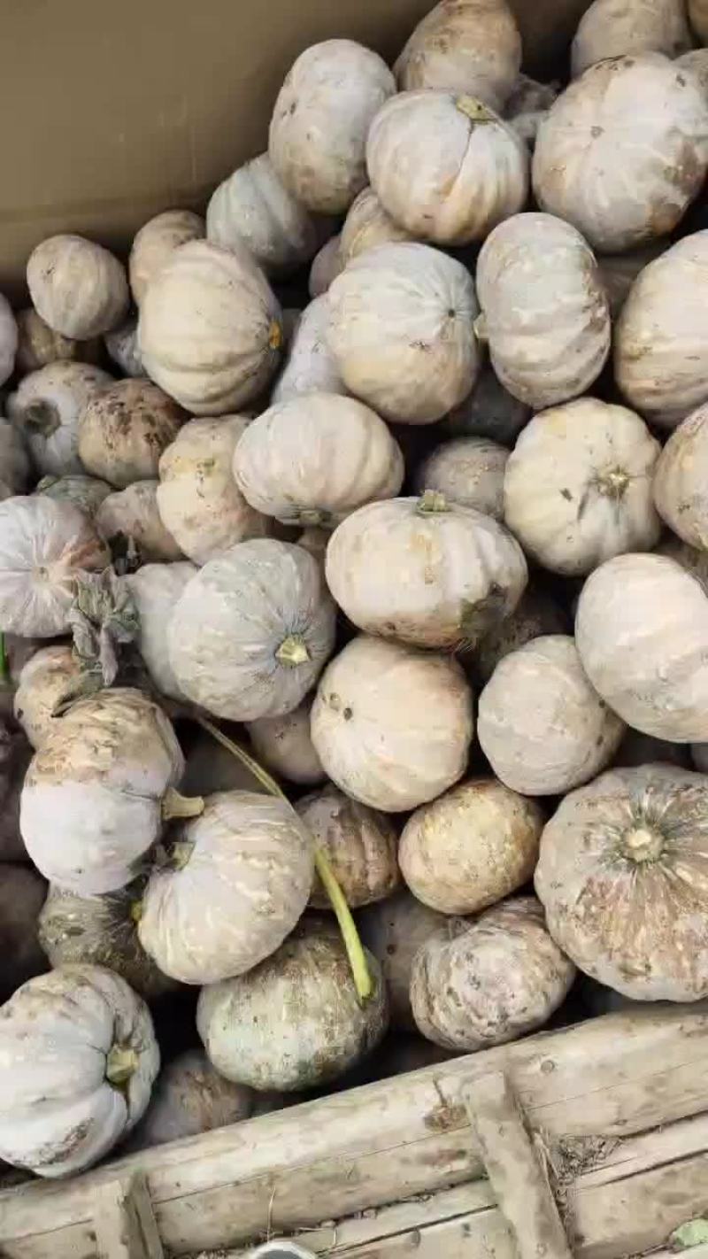 盘龙204南瓜，该品种面，粉，甜肉质鲜嫩