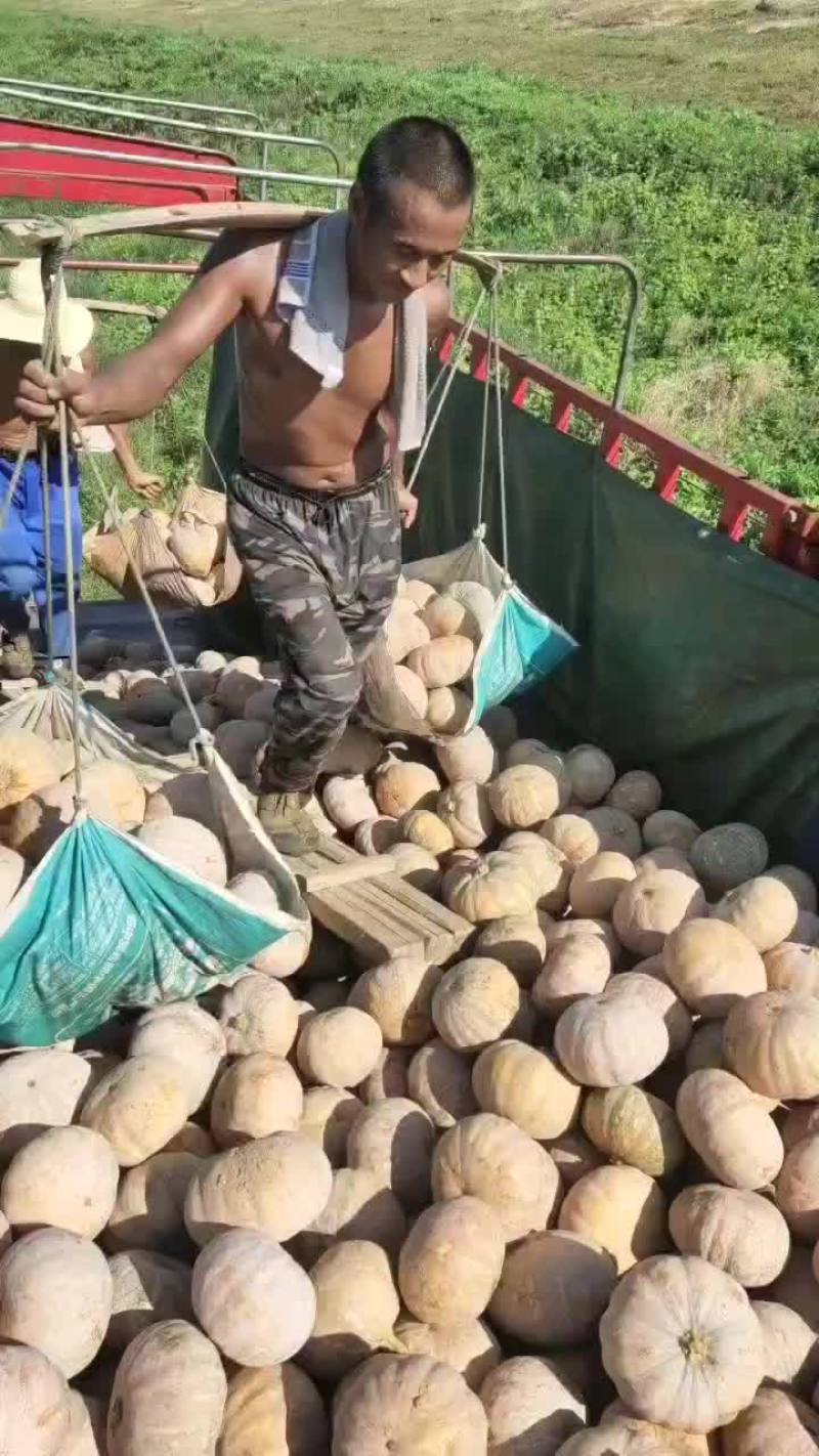 盘龙204南瓜，该品种面，粉，甜肉质鲜嫩