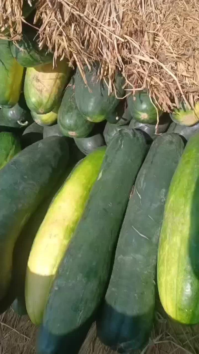 地冬瓜