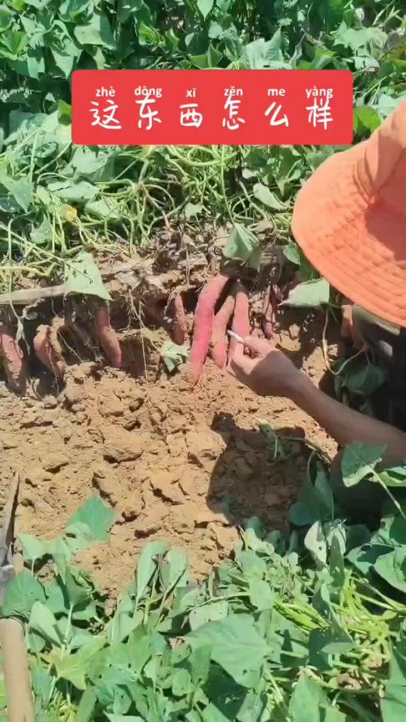 西瓜红蜜薯