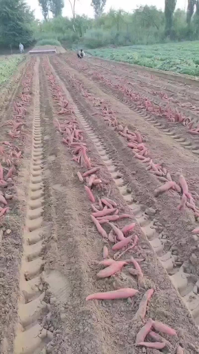 西瓜红蜜薯