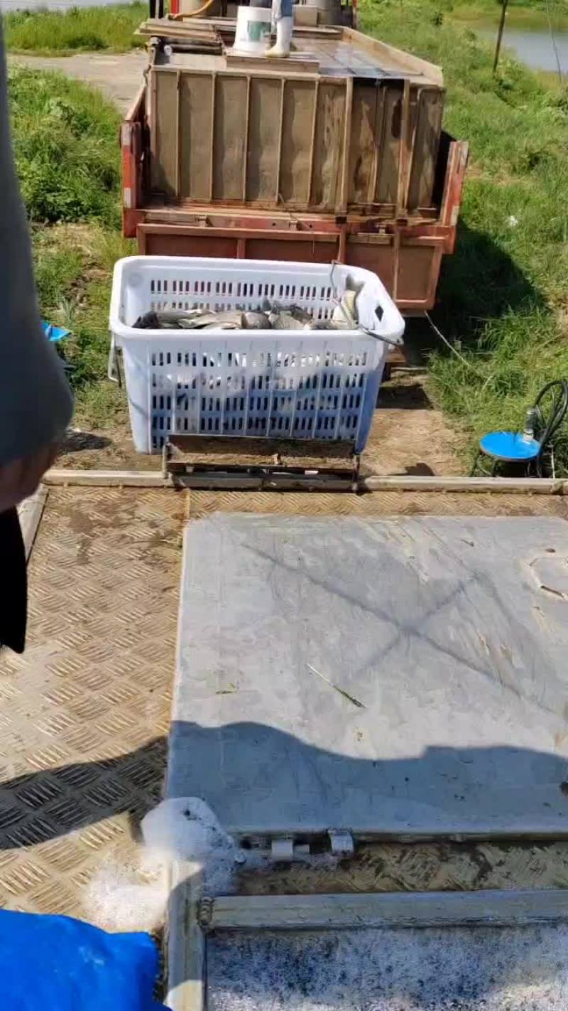 中科五号
