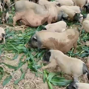 巴马香猪