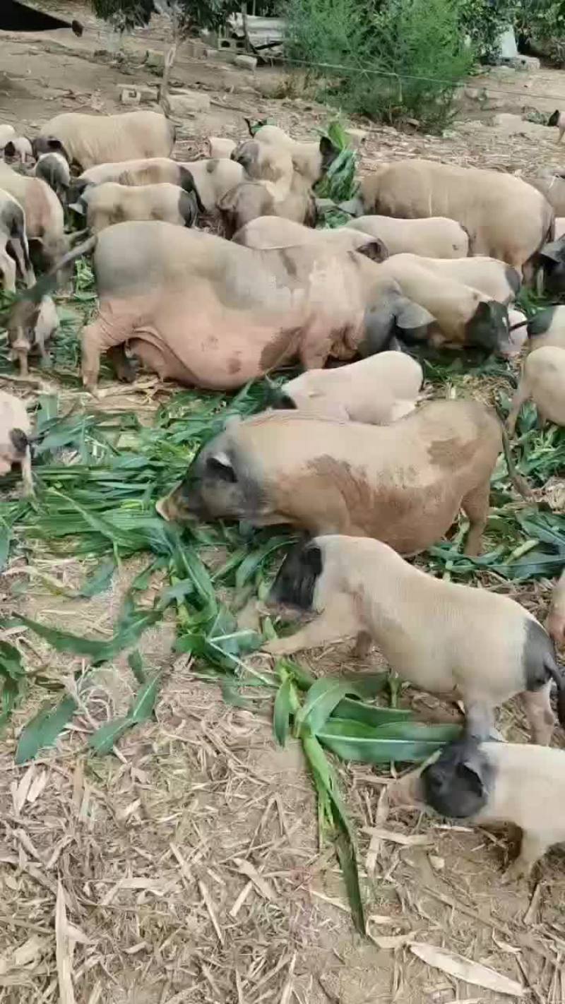 巴马香猪