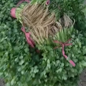 香菜