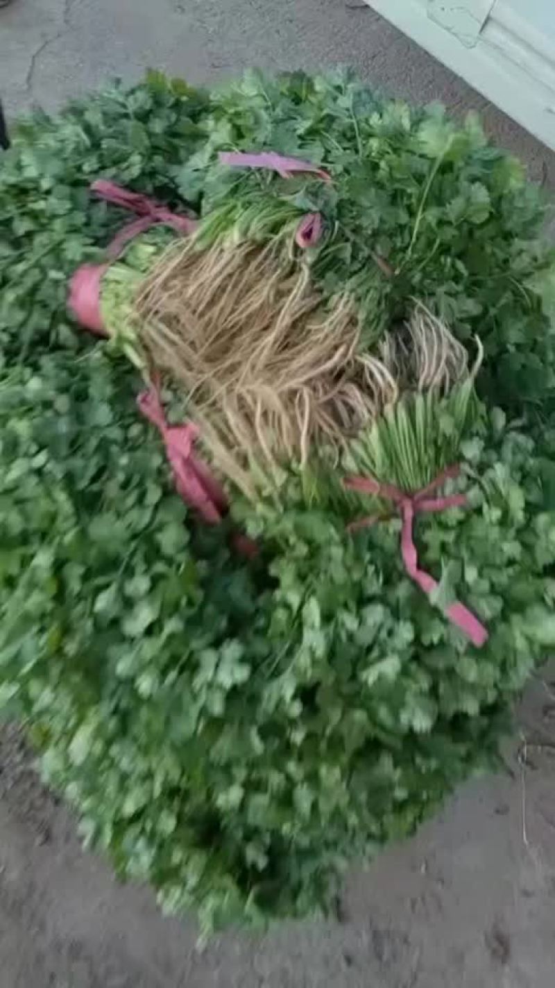 香菜
