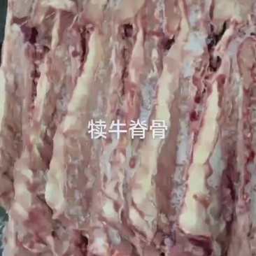 犊牛脊骨