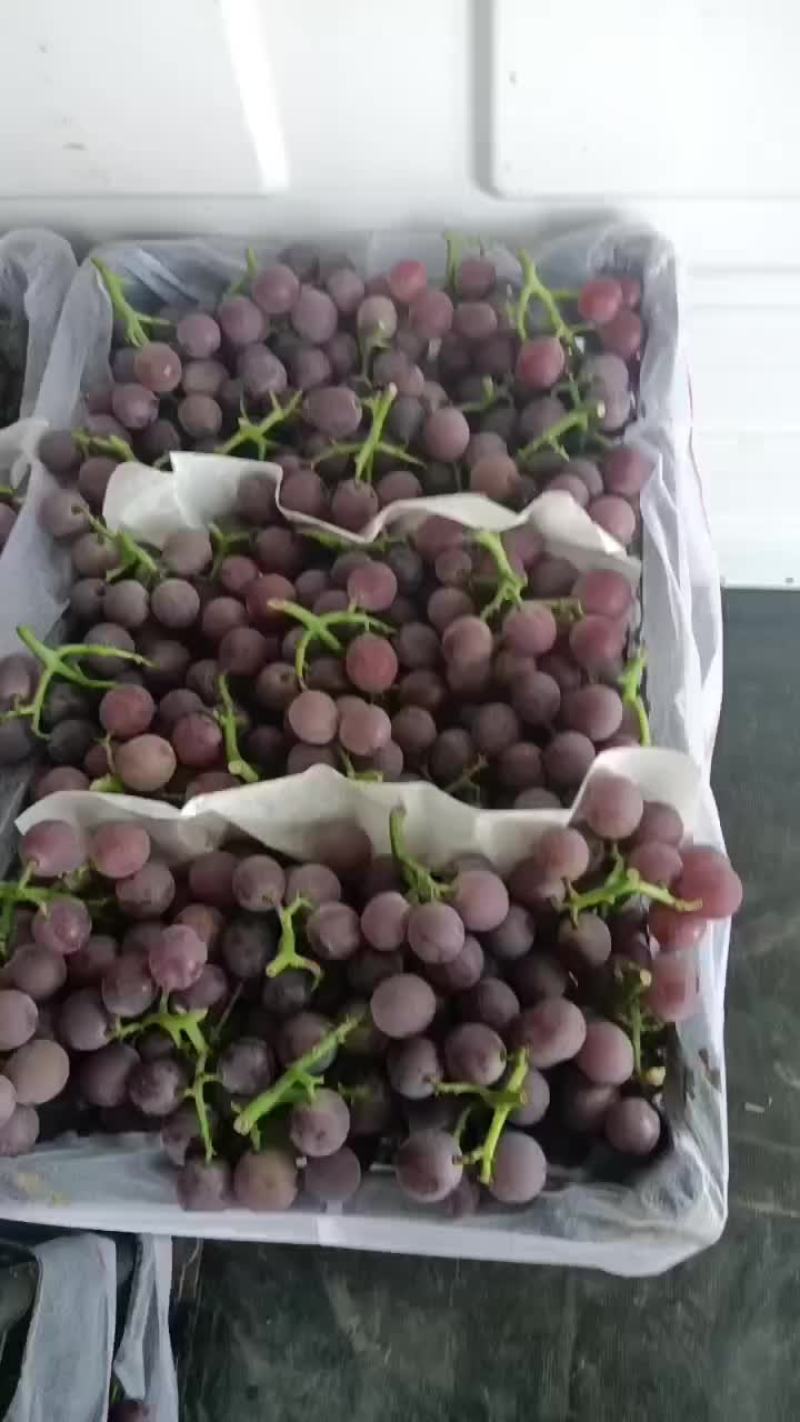 河北邢台威县巨峰葡萄大量有货欢迎新老客户光临，物美价廉产