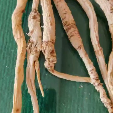 24年野生刮皮南沙参