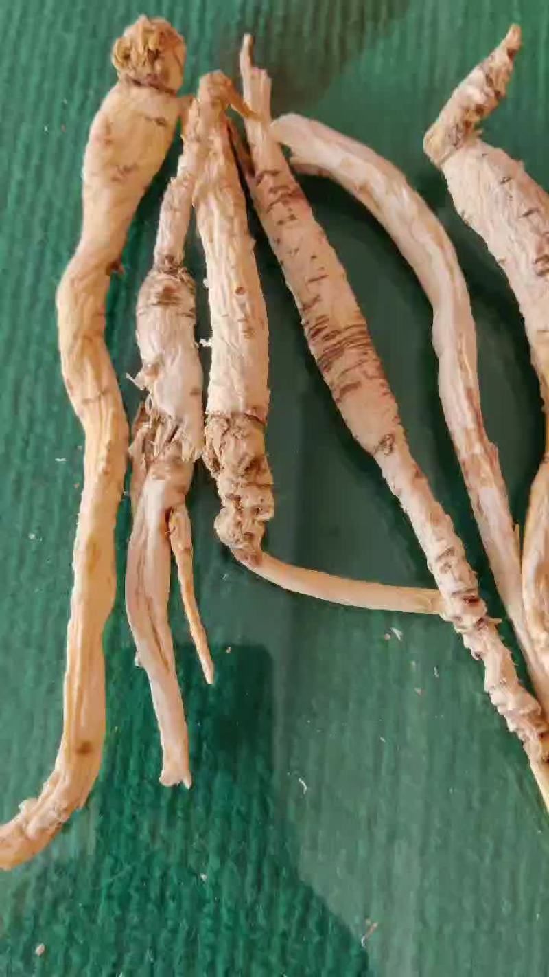 24年野生刮皮南沙参