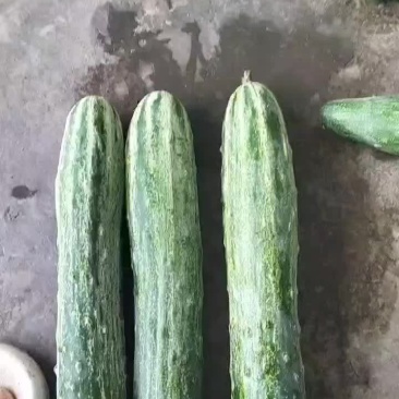 高山蔬菜。燕白黄瓜