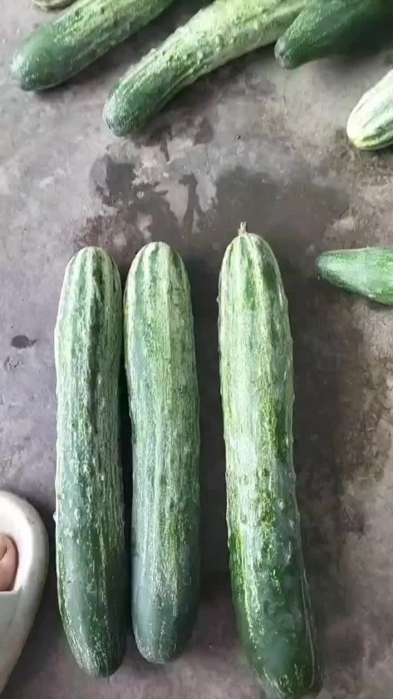 高山蔬菜。燕白黄瓜
