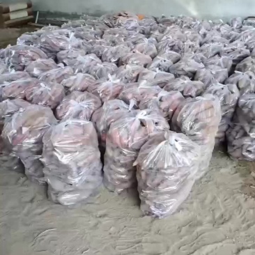 板栗红薯大量上市要的老板联系