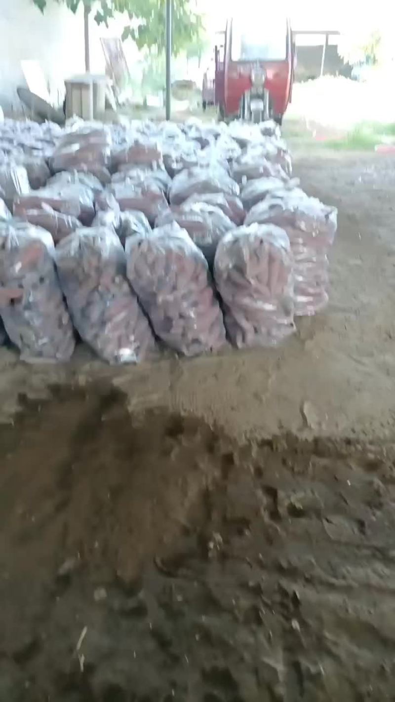 板栗红薯大量上市要的老板联系