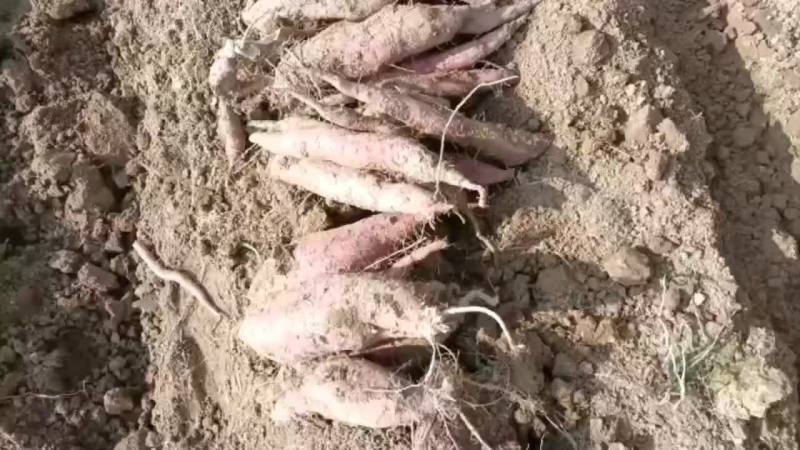板栗红薯大量上市要的老板联系