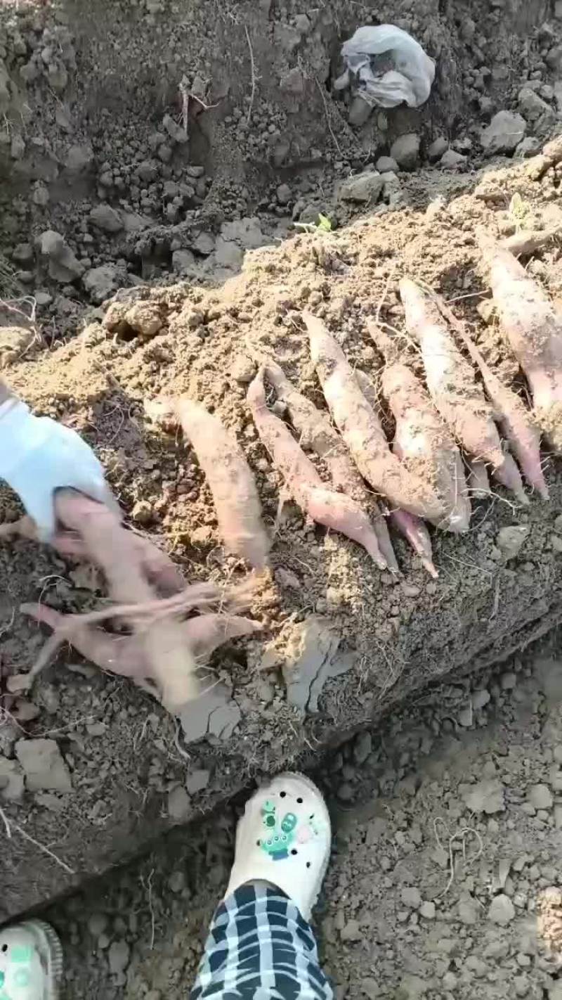 板栗红薯大量上市要的老板联系