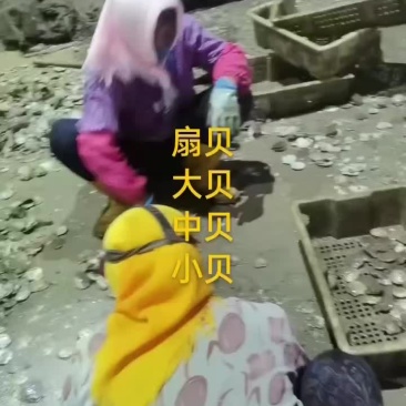 扇贝
