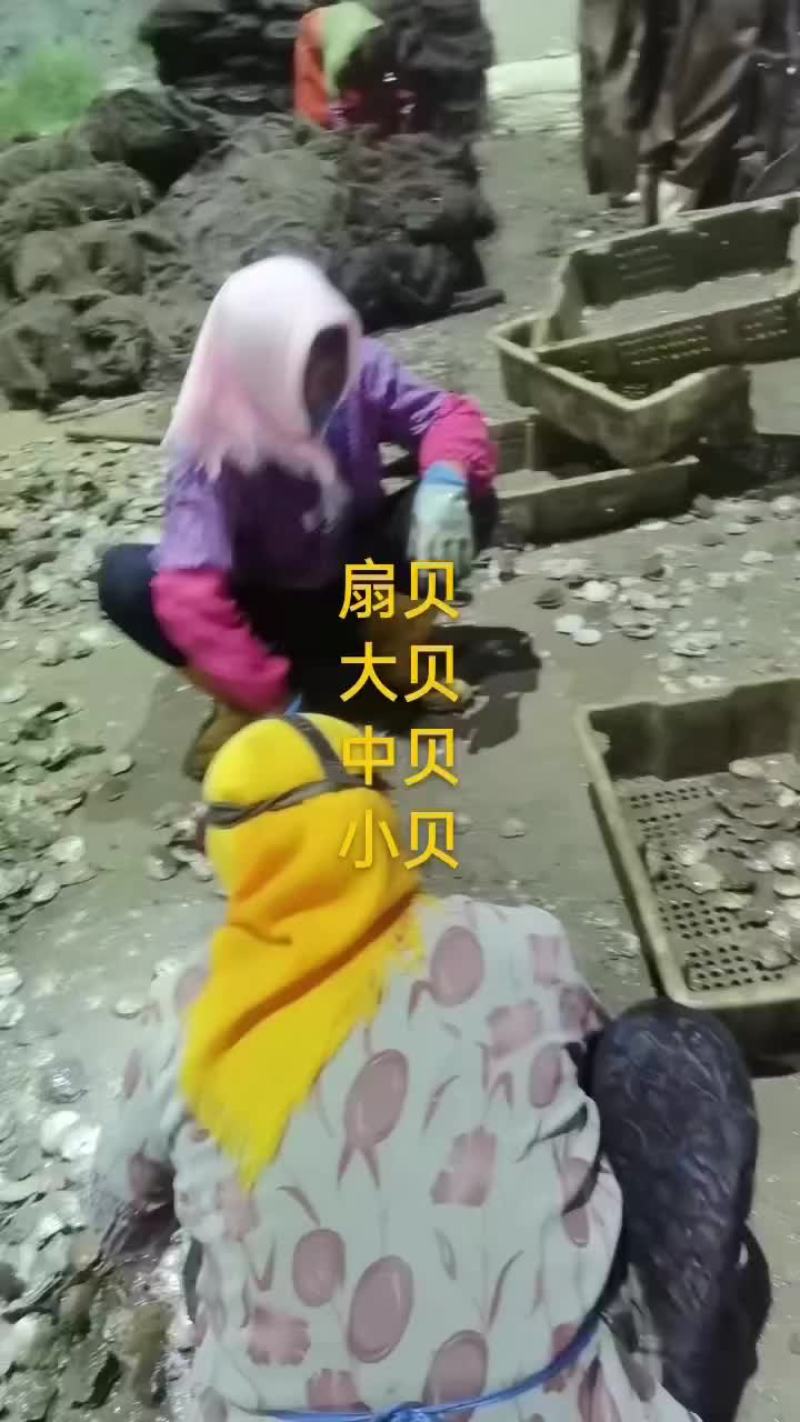 扇贝