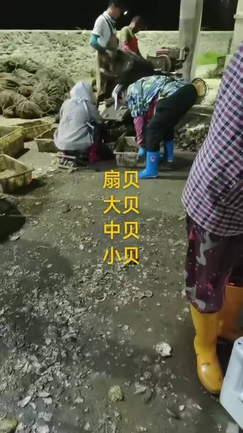 扇贝