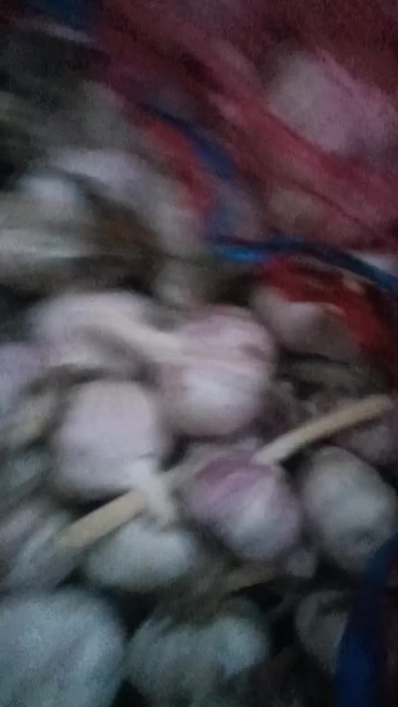 紫皮杂交大蒜