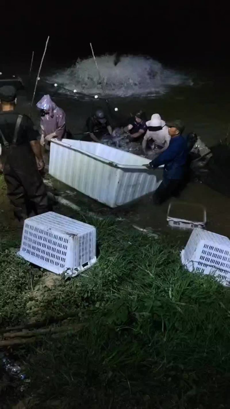 青鱼