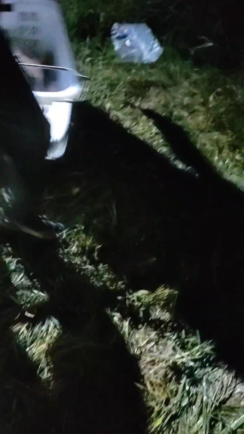 青鱼