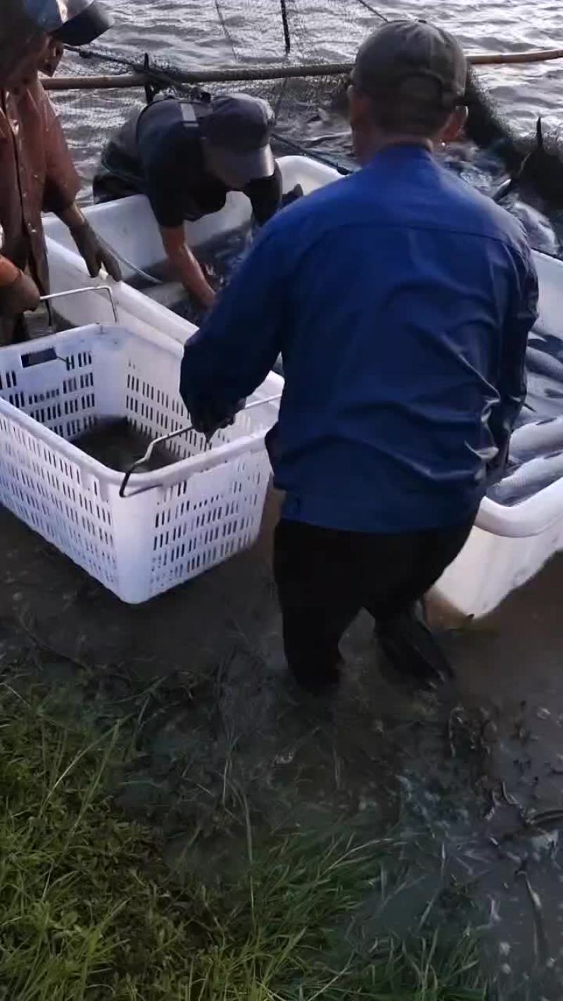 青鱼