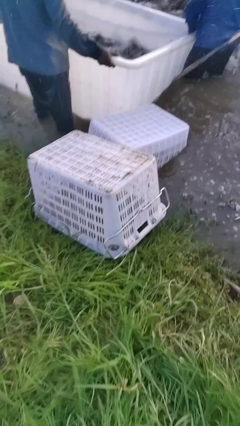 青鱼