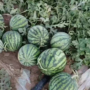 麒麟瓜
