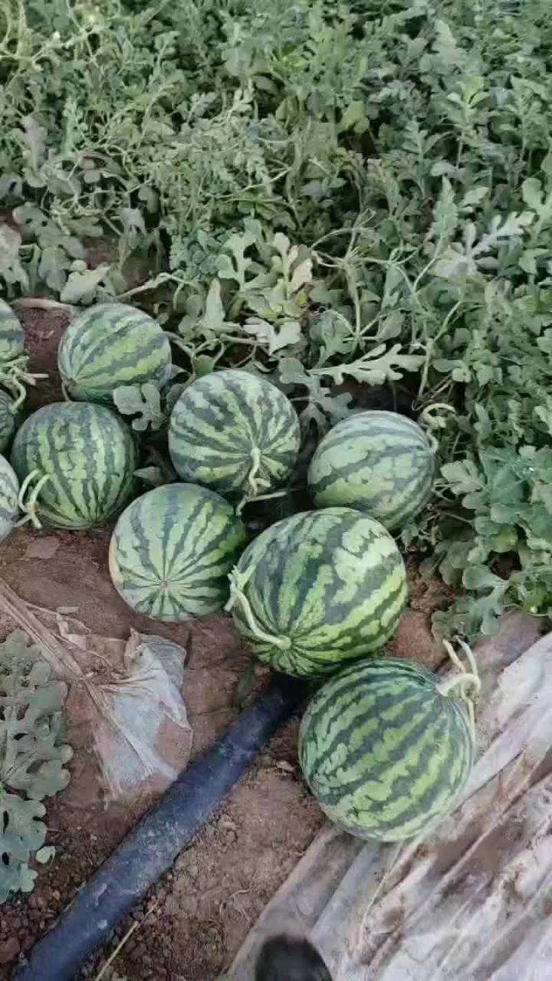 麒麟瓜