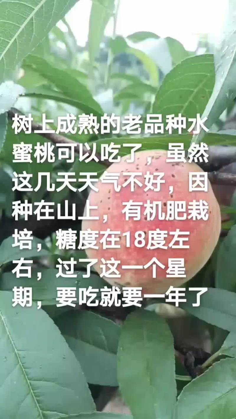 正宗奉化老品种水蜜桃，水份充足，香甜可口