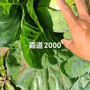 霸道2000