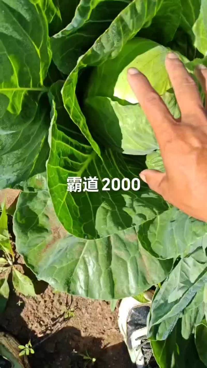 霸道2000