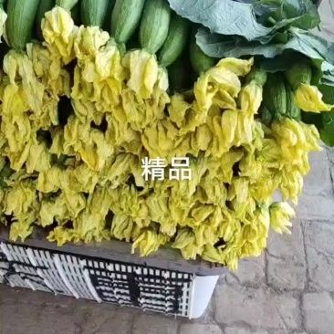 河南濮阳鲜花丝瓜