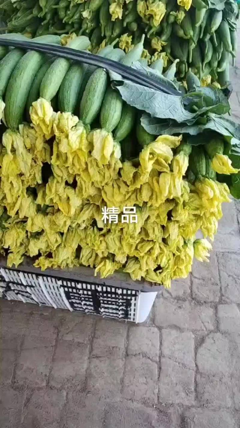 河南濮阳鲜花丝瓜