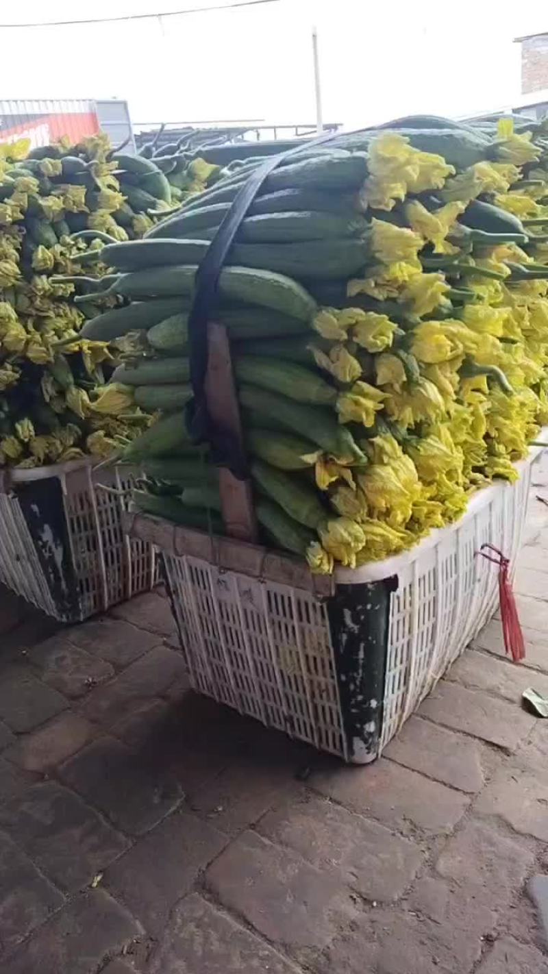河南濮阳鲜花丝瓜
