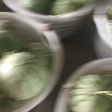 浙江麒麟瓜皮薄`脆甜爽口了