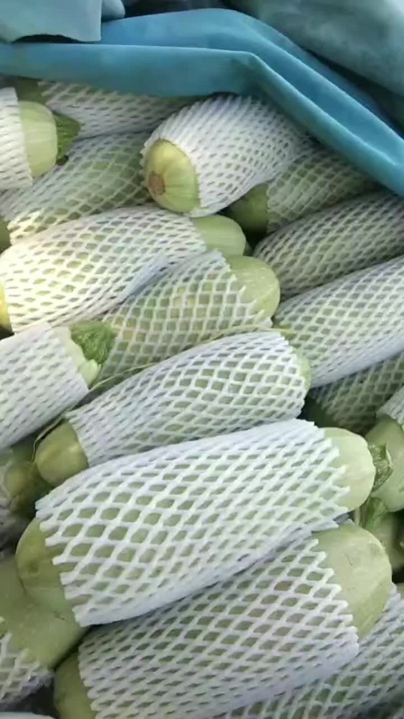 大量的西葫芦