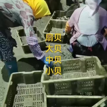 扇贝