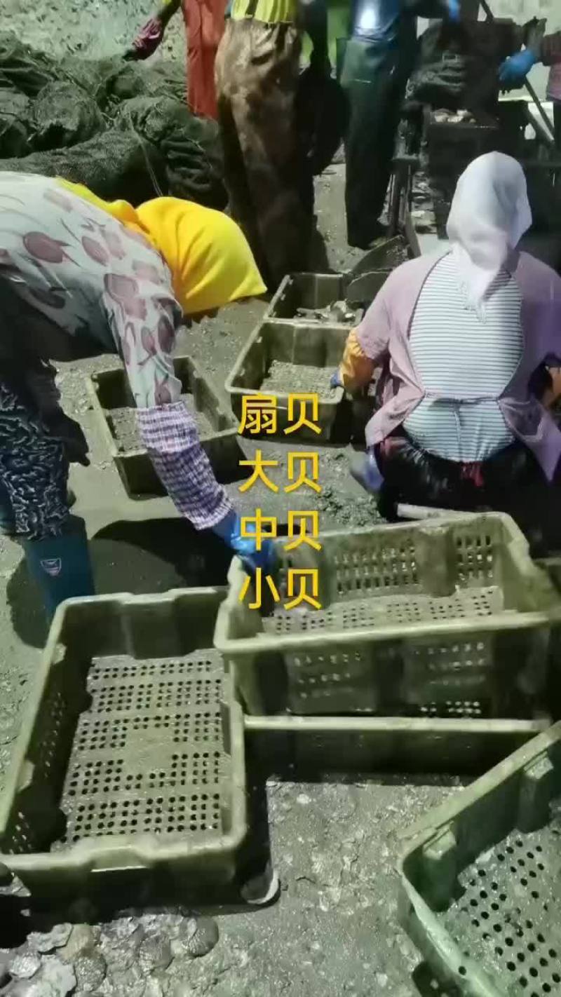 扇贝