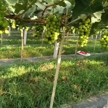 精品阳光玫瑰