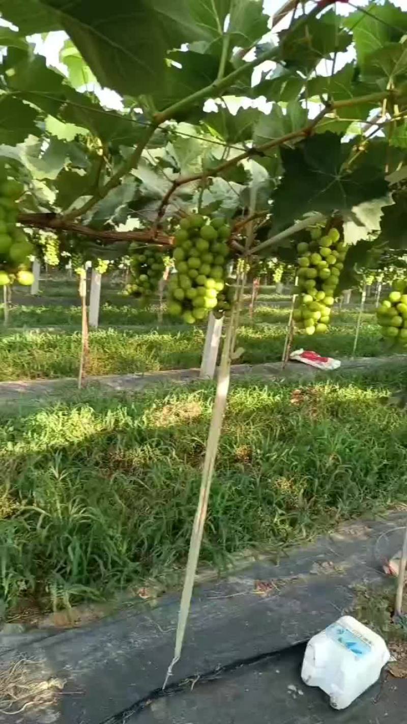 精品阳光玫瑰