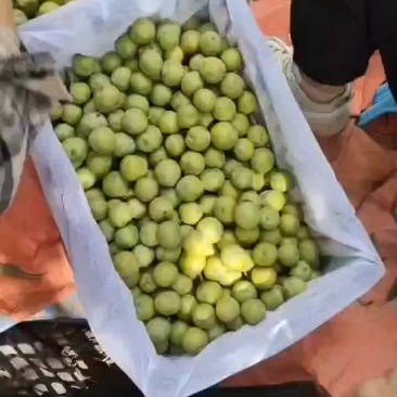 青脆李上市了，口感脆甜，需要的老板联系我！