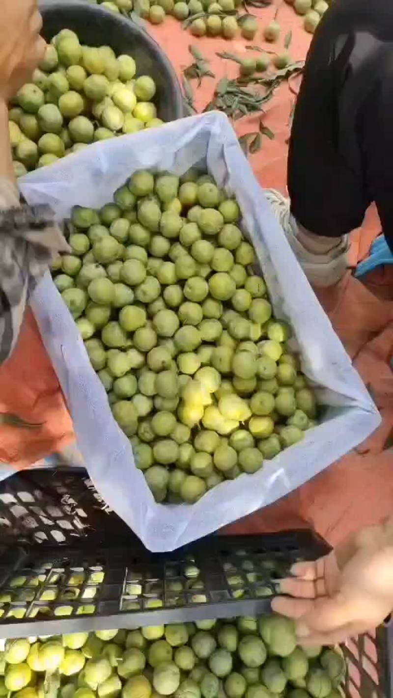 青脆李上市了，口感脆甜，需要的老板联系我！